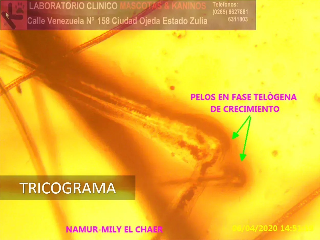 Dermatología